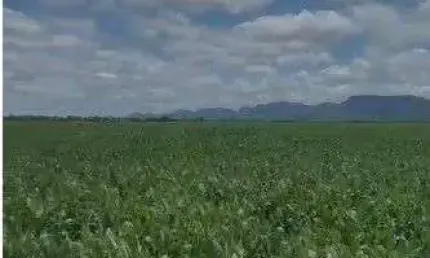 Fazenda de 2.396 hectares na região da cidade de Jangada no estado de Mato Gross