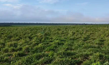 Fazenda de 10.312 hectares na região do município da cidade de Marcelândia no es