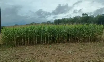 Fazenda à venda na Rua Um, 1, Pedra 90, Cuiabá
