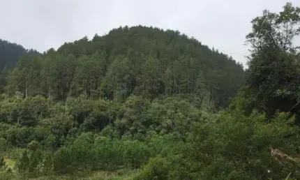 Fazenda com 1.200 alqueires (2.880 hectares) com 700 alqueires em pinus plantado