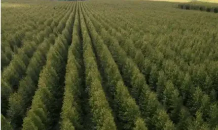 fazenda de 890 hectares de área total, com 350 hectares de floresta de teca impl