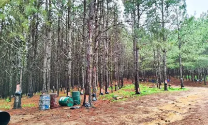 fazenda com pinus tripla aptidão divisa com os estados do Paraná e Santa Catarin