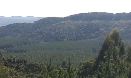 fazenda com pinus a venda na região de Itapetininga o estado de São Paulo SP