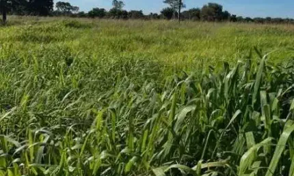 Sitio de 19 hectares na região da cidade de nossa senhora do livramento no mato