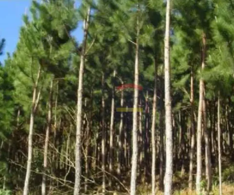 Chácara á venda em araçoiaba/sp- 26.000m² - reflorestamento de pinheiro (pimus eliotis) e eucaliptos