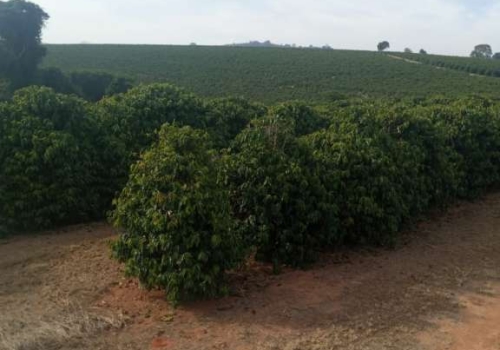 1ª Festa de Peão de Alfenas acontecerá nos dias 04, 05 e 06 de