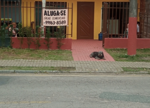 Captação de Conjunto Comercial para locação na Rua Carlos Pisani, Xaxim, Curitiba, PR