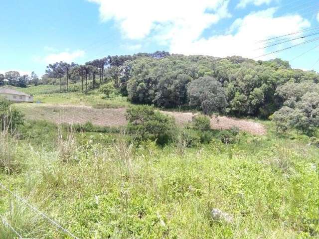 Terreno/área a venda, 20 Hectares em São Roque, Flores da Cunha RS