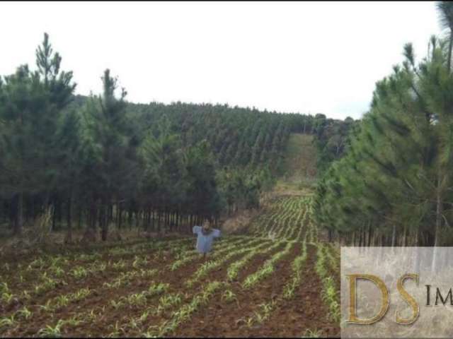 Fazenda com pinus a venda na região de registro-sp