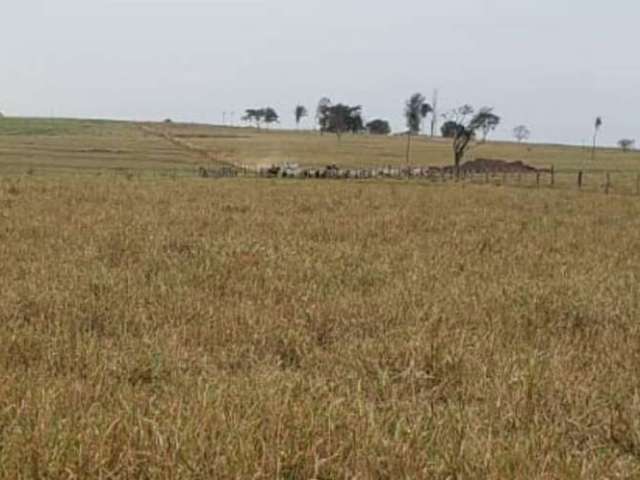 Fazenda para venda na região de Presidente Prudente-SP com 91 alqueires na pecuária, boa de agua e benfeitorias