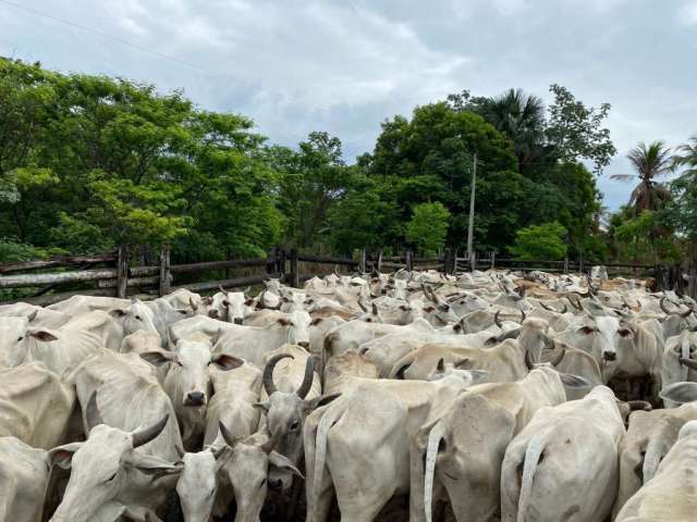 Fazenda para venda na região de Bom Jesus-PI com 524 hectares na pecuária, beira do asfalto, benfeitorias, porteira fechada