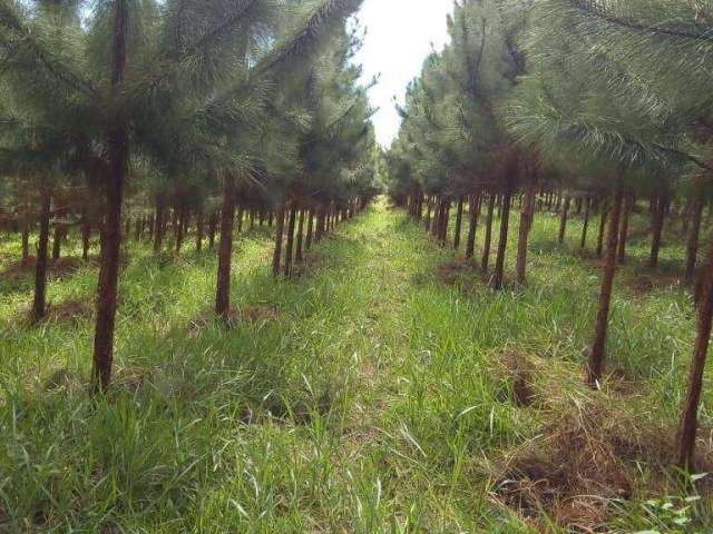 Fazenda de Pinus Registro - SP