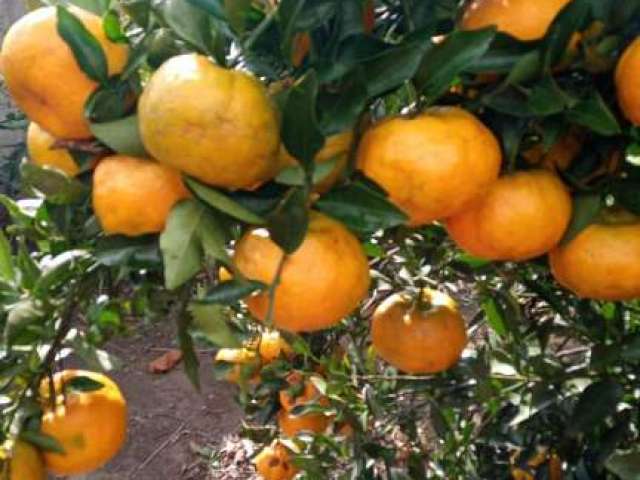 Vendo lindo sitio a 500 mts do asfalto com 2500 pés de laranja ponkan e demais frutas em produção na região de Lucaia município de Planalto - BA