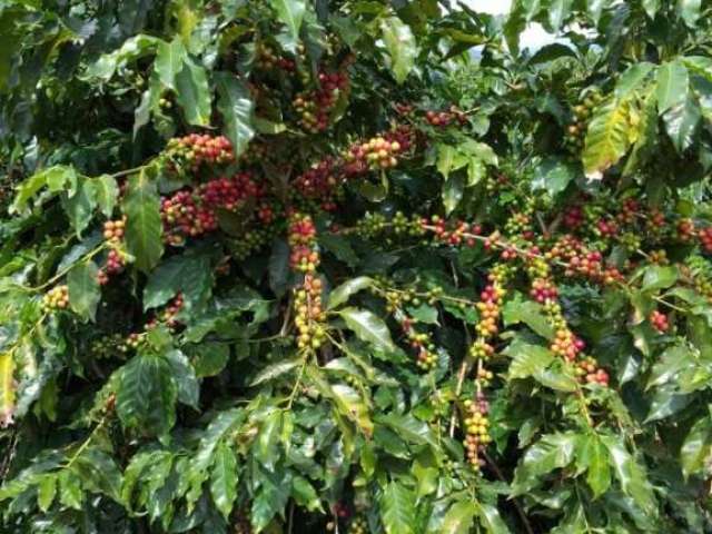 Fazenda com 145 hectares para agricultura com café no município de piumhi - mg