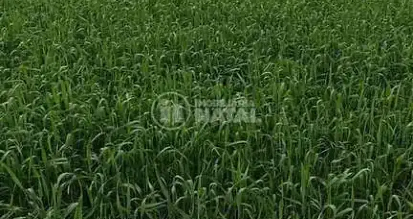 Chácara / sítio com 1 quarto à venda na Rua Josino Pinheiro de Melo, 1, Centro, Tamarana