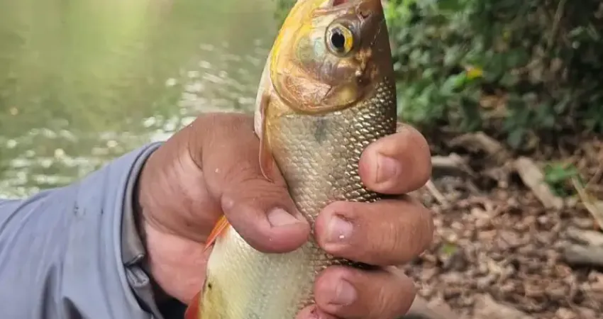 Chácara / sítio com 3 quartos à venda na Rua Nossa Senhora da Guia, 120, Chácara dos Pinheiros, Cuiabá