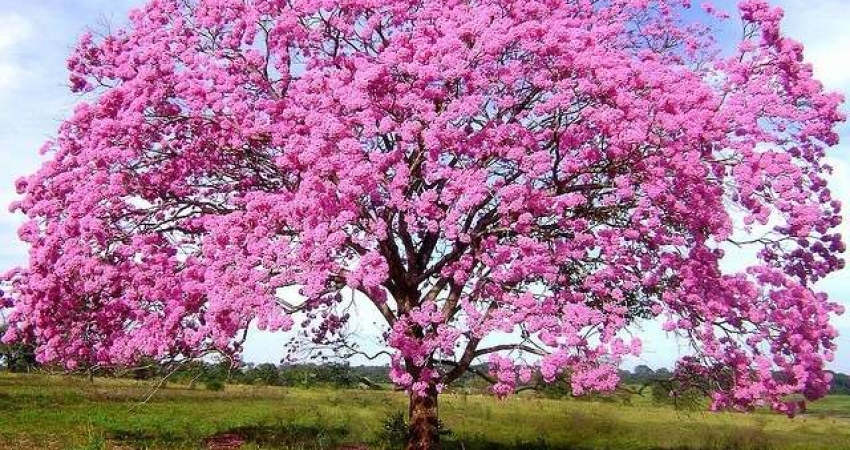 Terreno à venda na Vila do Golf, Ribeirão Preto 