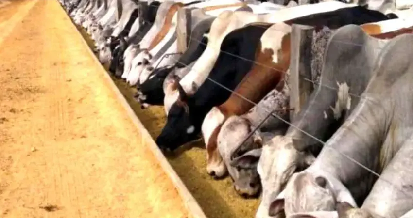 Fazenda 4.405 hectares - grãos/eucalipto/pastagem - mineiros/go