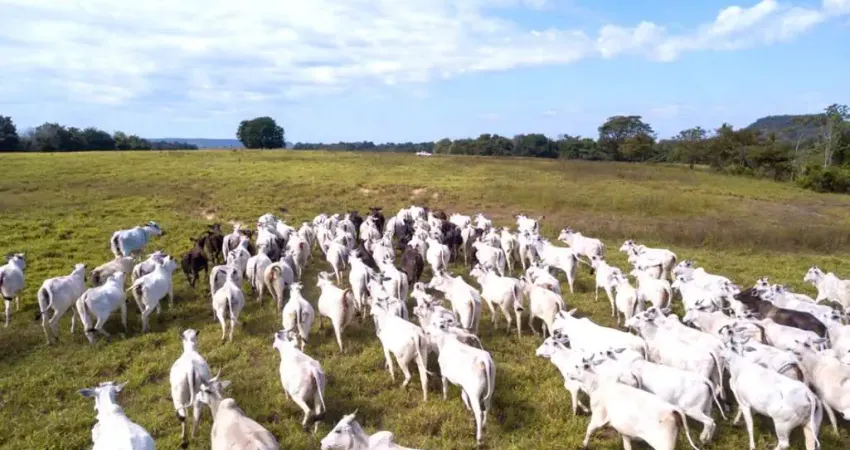 Fazenda com 1 sala à venda na Zona Rural, Pedra Preta 