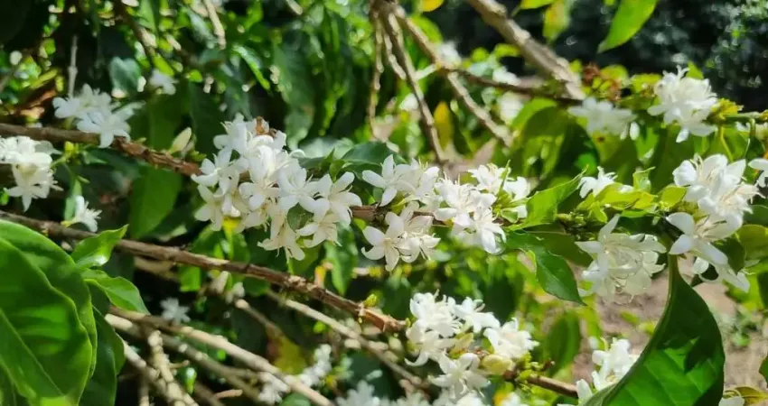Fazenda com 1 sala à venda na Zona Rural, Bom Sucesso