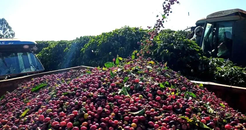 Fazenda com 3 salas à venda na Zona Rural, Luminárias
