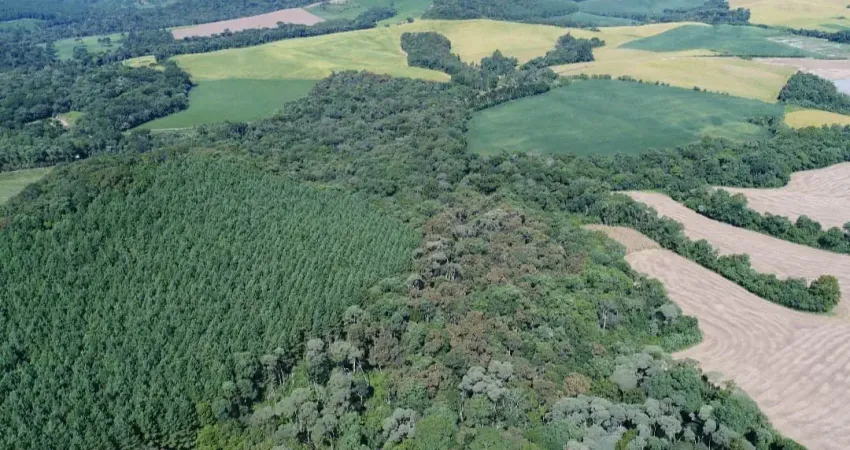 Vende-se imóvel rural com reflorestamento de pinus em irati-pr
