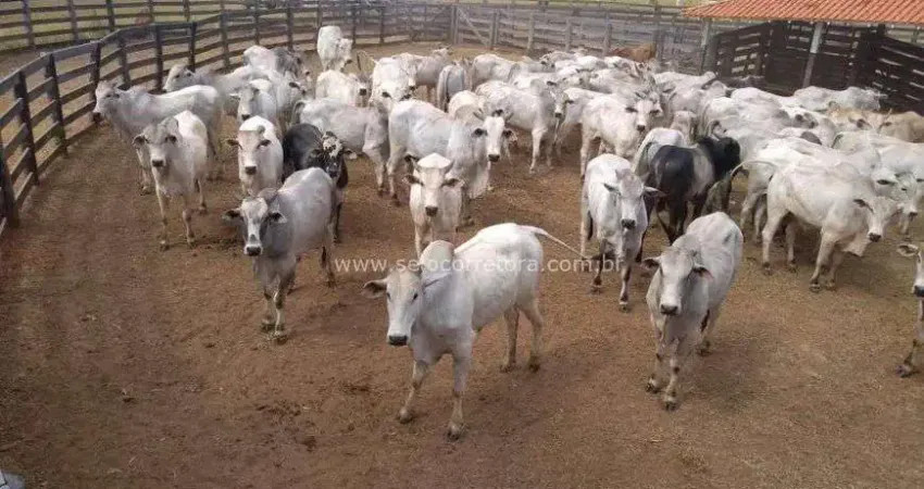 Chácara / sítio à venda no Centro, São Gabriel do Oeste 