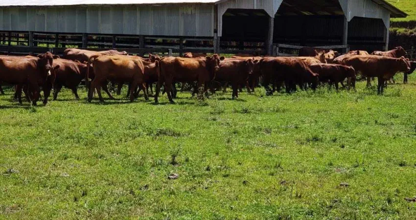 Terreno à venda na Vôs 315, 1, Criúva, Caxias do Sul