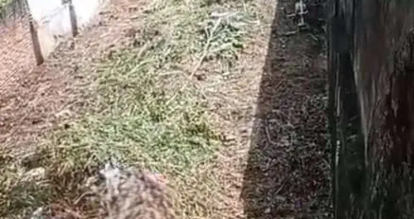 Terreno à venda na Rua Pereira Coutinho, 185, Vila Apiaí, Santo André