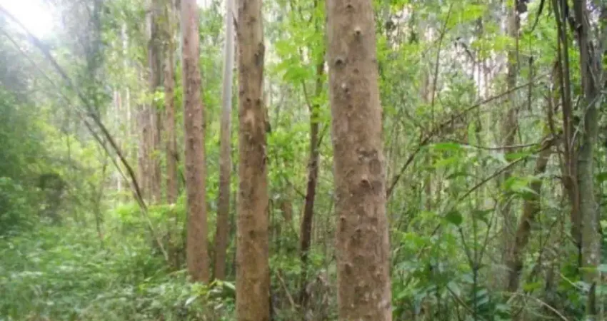 Terreno à venda na Linha Olinda, Nova Petrópolis