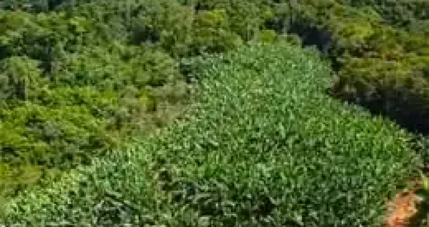 Vendo terreno com 2.000 pés de banana, 42.000m2 e escritura pública