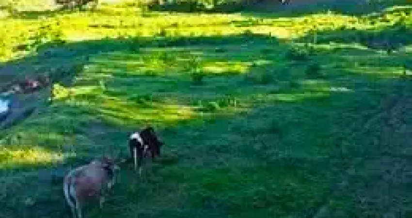 Vendo terreno com 7.000m2 para pecuária, com energia elétrica e água corrente.