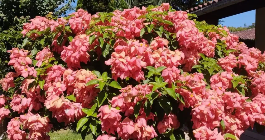Casa com 3 quartos à venda na Praia Alegre, Penha