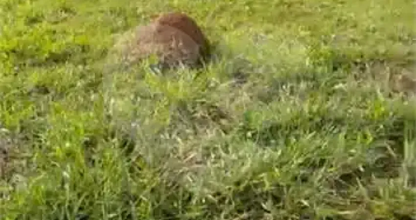 Terreno em condomínio fechado à venda na Serra Azul, Rio Abaixo, Itupeva