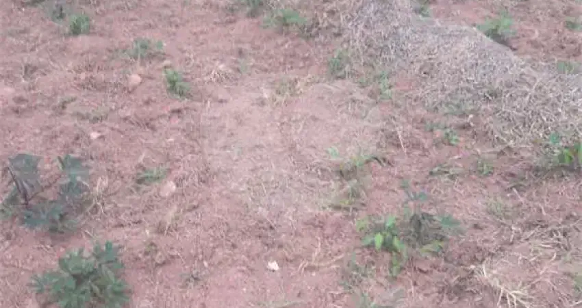 Área de Terra à venda em Loteamento Pinheirinho - SP