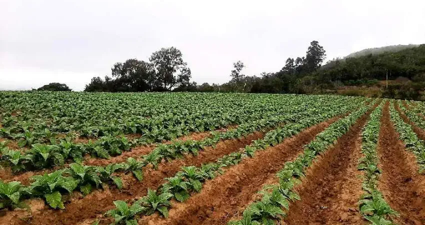 Chácara / sítio à venda na A LINHA DR. FLORES, Zona Rural, Mariana Pimentel