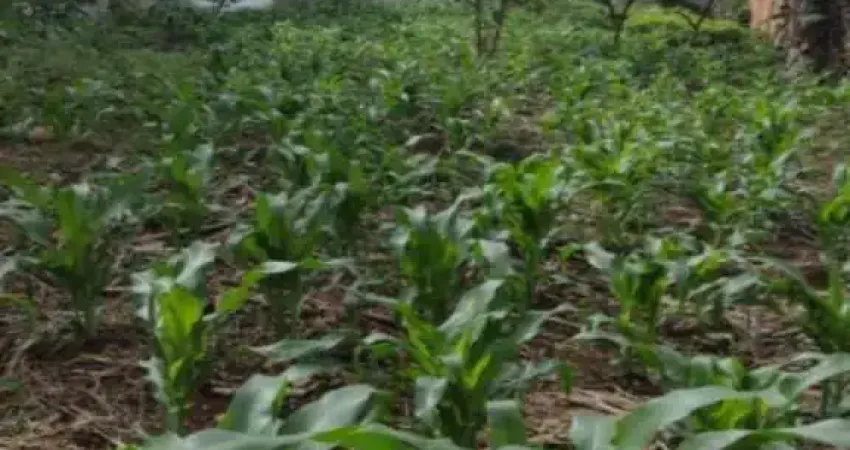 Terreno à venda na Rua Barão Antônio de Angra, --, Jardim Bandeirantes, São Paulo
