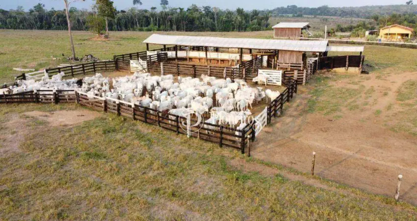 Fazenda à venda na BR-421, Apoio BR-421, Ariquemes