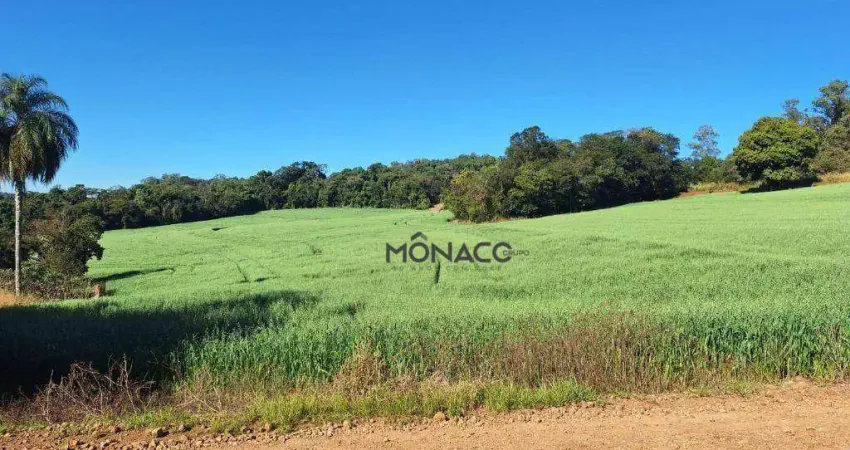 Sítio com 3 dormitórios à venda, 184330 m² por R$ 6.500.000,00 - Gleba Palhano - Londrina/PR