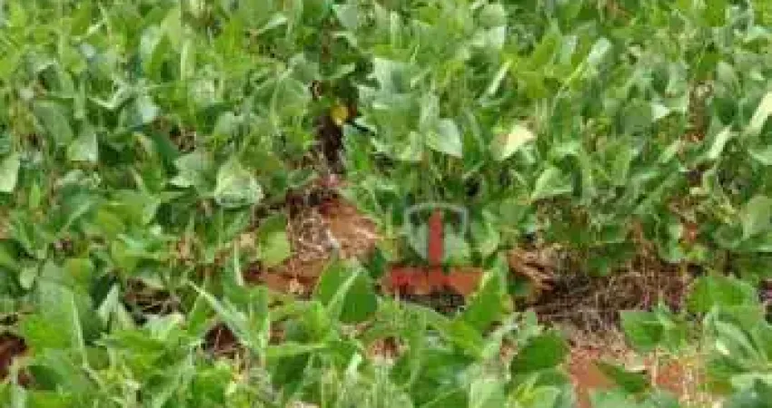Fazenda à venda na Warta no Paraná.   - Com 85 alqueires sendo 66 alqueires de plantio.