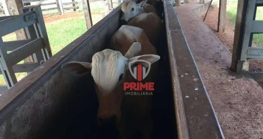 Fazenda à venda em Umuarama no Paraná.   - Somente 16 Km da cidade, estrada toda cascalhada.