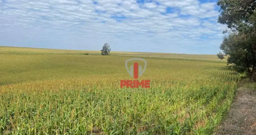 Sítio à venda em Bela Vista do Paraíso no Paraná. Próximo Villa gandhi com 11 alqueires, 10,5 de plantando, 4 km do asfalto, topografia leve ondulada.
