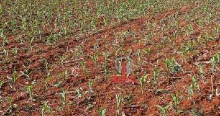 Fazenda à venda em Manoel Ribas no Paraná. Com 53 alqueires sendo 14 alqueires com plantio, mangueira, reserva localizada, pasto reformado.  Aceita pr