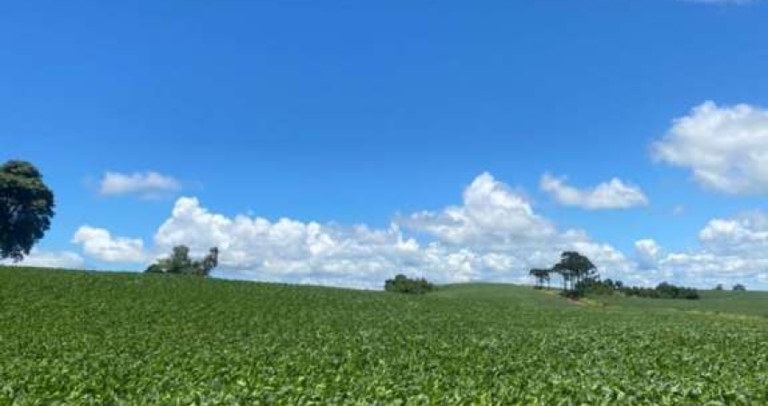 Fazenda à venda em Tamarana no Paraná.   - Com 44,5 alqueires, sendo 25 alqueires de plantio.