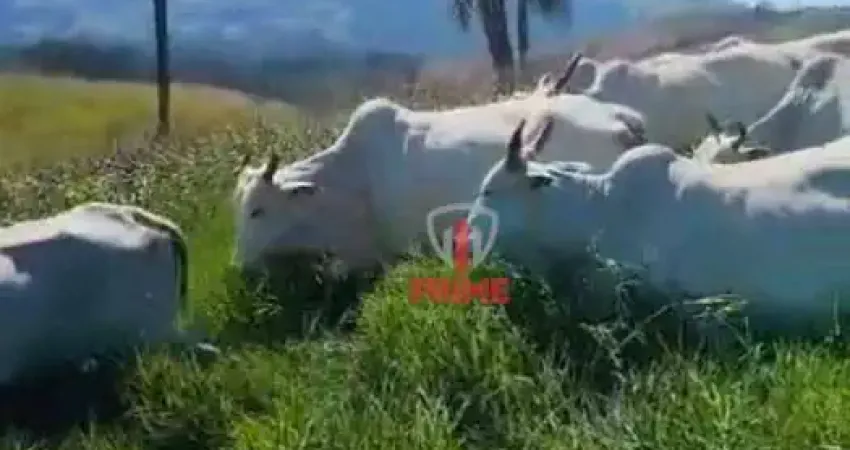 Fazenda à venda em sapopema no Paraná. Com 87 alqueires, formada em pasto, mangueira, casa de funcionário, cercas novas.  R$ 200.000,00 o alqueire --