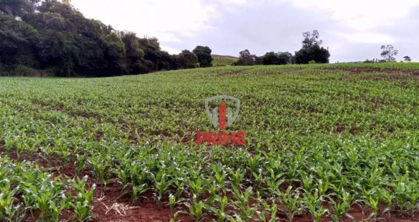 Sítio à venda em Primeiro de Maio no Pr.   - Com 10 alqueires, sendo 8 alqueires de plantio, ondulado.