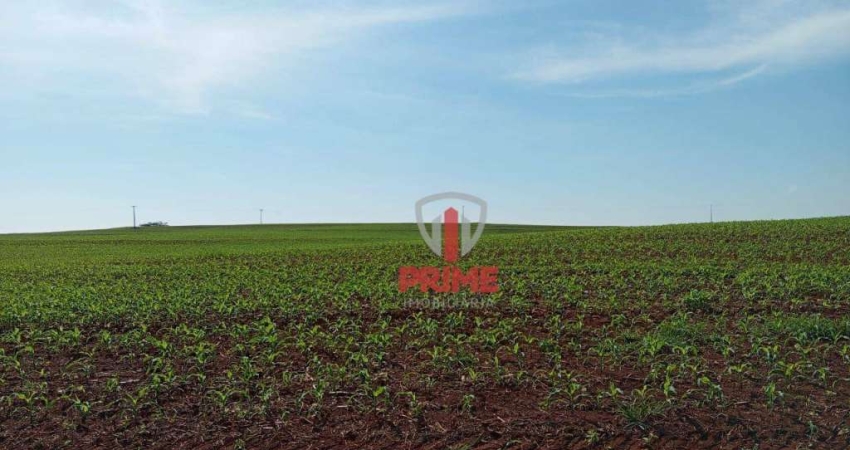 Sítio à venda em Primeiro de Maio no PR.   - Com 8 alqueires, planta tudo, terra roxa, 500 metros do asfalto.