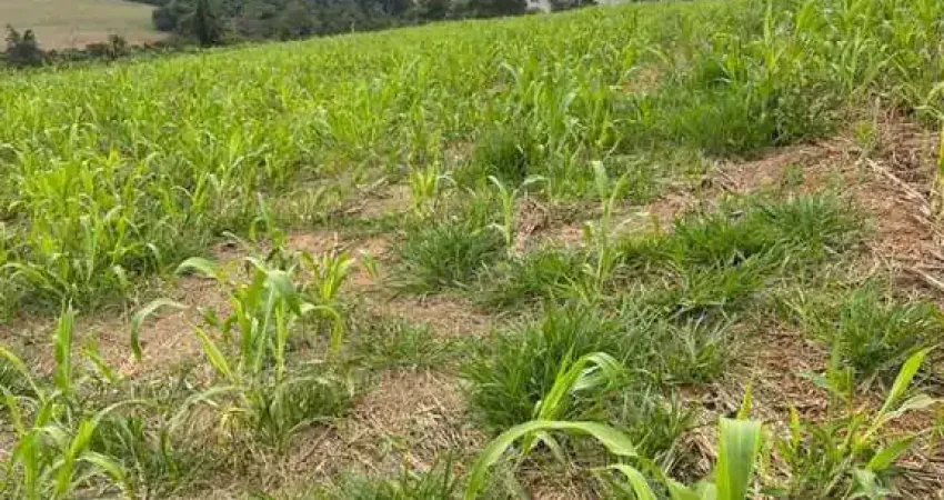 Sítio à venda em Tamarana no PR.   - Com 6.80 alqueires, 5.44 alqueires de plantio, 780m de altitude.