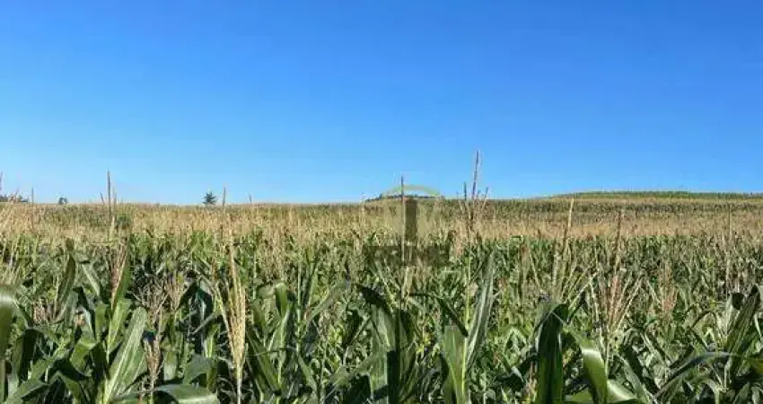 Sítio à venda em Bela Vista do Paraíso no Paraná. Com 29 alqueires sendo 24 alqueires de plantio, 2 alqueires de pasto, contendo lagoa e mangueira. To