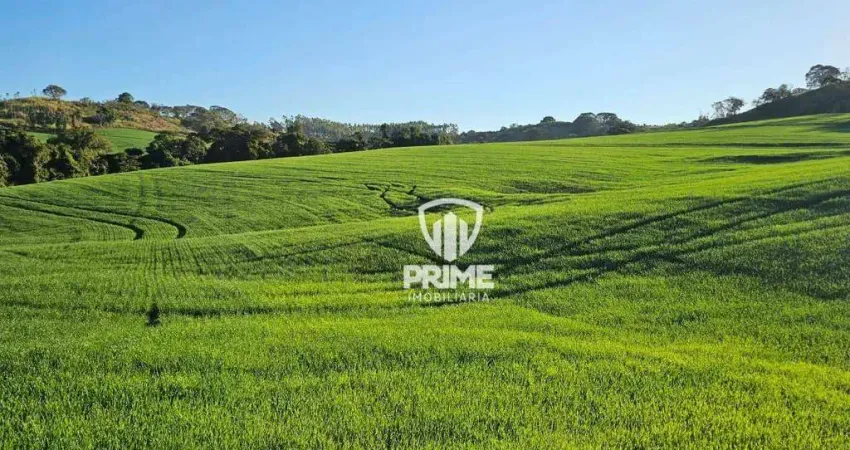Sitio à venda em Irerê Distrito de Londrina - PR.   - Com 41,5 alqueires sendo 30 de plantio.